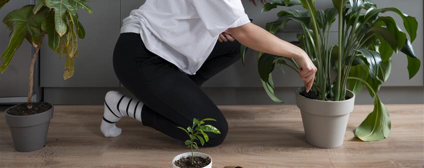 doğaya açılan pencere